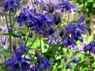 обоя цветы, аквилегия , водосбор, синяя, аквилегия