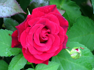 Картинка цветы розы макро