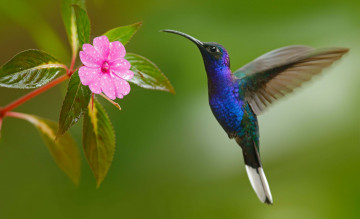 Картинка колибри животные самая маленькая птица в мире да само название птицы очень красивое королева нектара