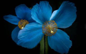 Картинка цветы маки макро