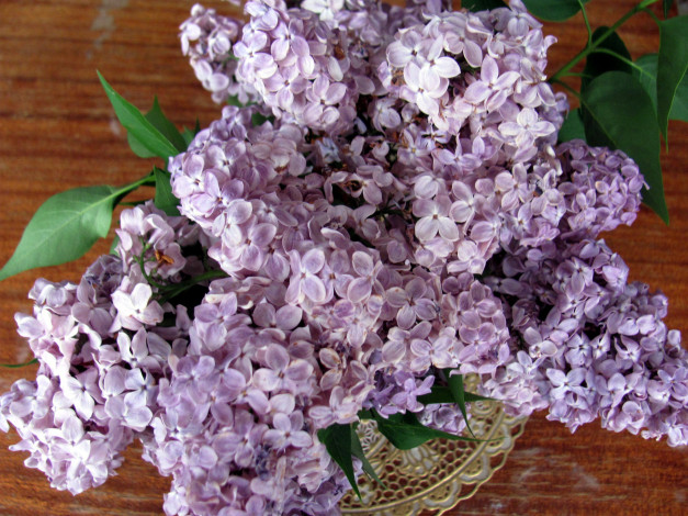 Обои картинки фото цветы, сирень, букет, весна