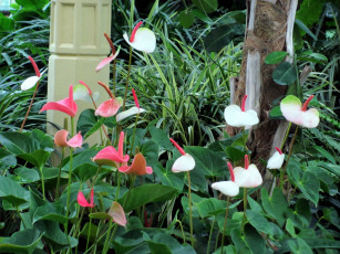 обоя цветы, антуриум , цветок фламинго, белый, розовый, антуриум, много