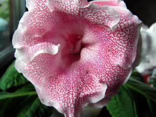 Картинка цветы глоксиния+ синнингия синингия макро