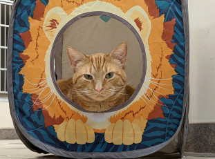 Картинка животные коты кот кошка