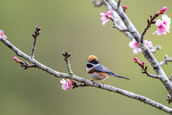 Картинка животные птицы птица