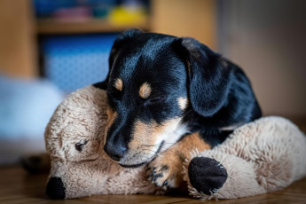 Картинка животные собаки собака