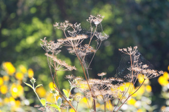 Картинка природа макро сухие растения