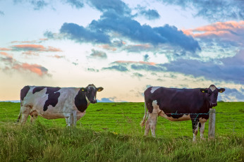 обоя животные, коровы,  буйволы