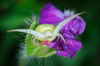 Картинка животные пауки паук
