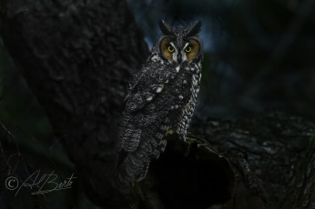 Картинка животные совы птица