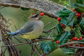 Картинка животные свиристели птица