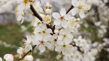 Картинка цветы цветущие+деревья+ +кустарники весна 2024