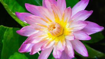 обоя цветы, лилии водяные,  нимфеи,  кувшинки, сиреневый