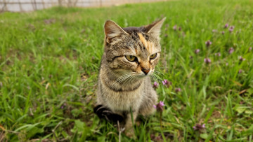 Картинка животные коты кот кошка