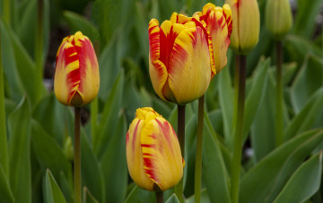 Картинка цветы тюльпаны пестрые бутоны