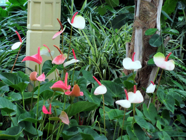 Обои картинки фото цветы, антуриум , цветок фламинго, белый, розовый, антуриум, много