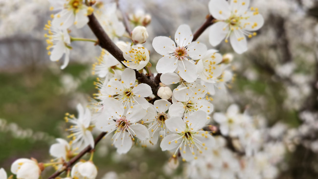 Обои картинки фото цветы, цветущие деревья ,  кустарники, весна, 2024