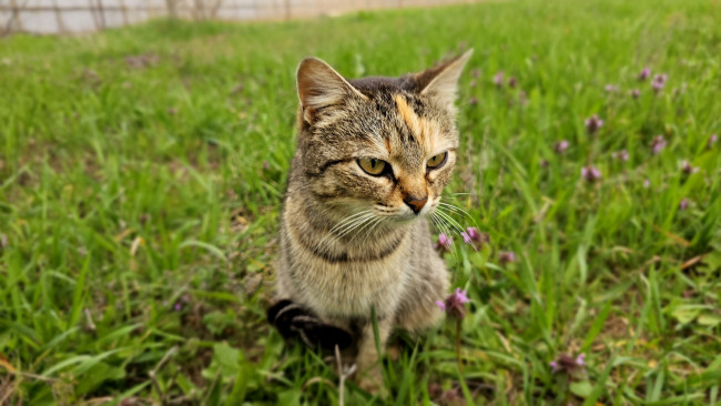 Обои картинки фото животные, коты, кот, кошка