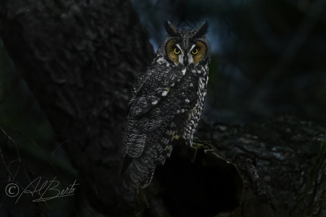 Обои картинки фото животные, совы, птица