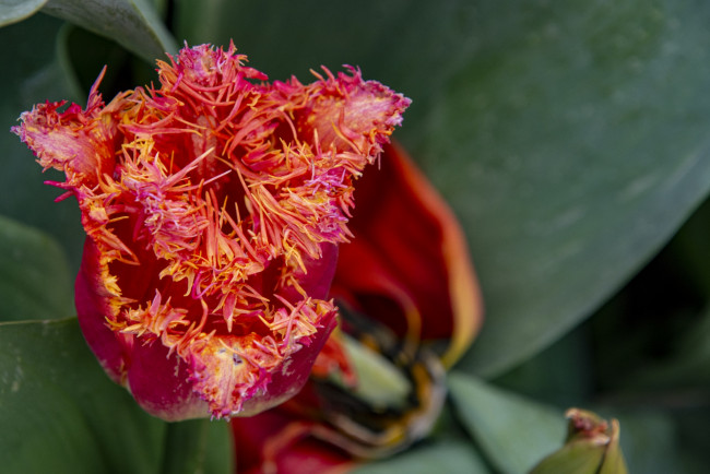 Обои картинки фото цветы, тюльпаны, махровый, тюльпан, бутон