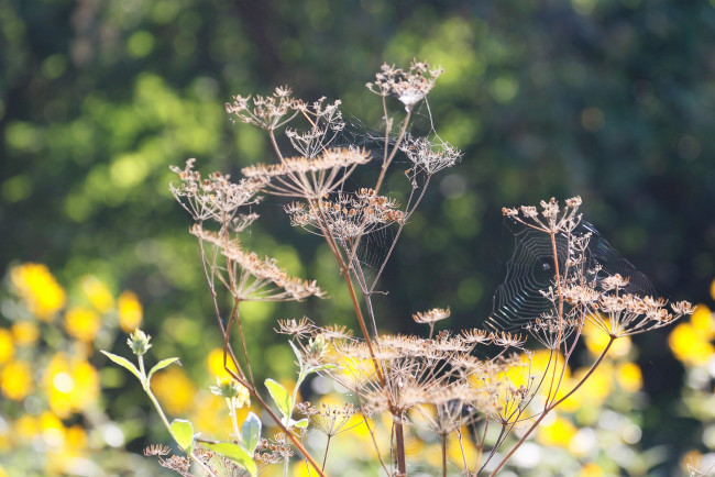 Обои картинки фото природа, макро, сухие, растения