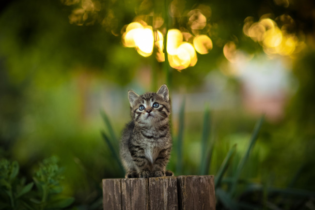 Обои картинки фото животные, коты, кот, кошка