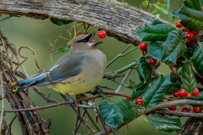 Обои картинки фото животные, свиристели, птица