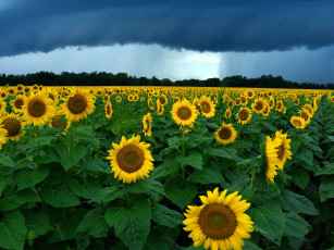 обоя цветы, подсолнухи, поле, тучи