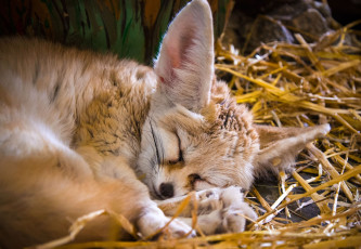 Картинка животные фенеки лиса