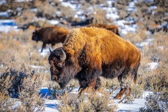 Картинка bison+in+yellowstone+np montana животные зубры +бизоны bison in yellowstone np