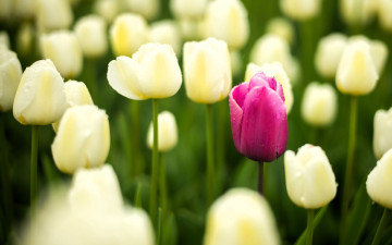 обоя цветы, тюльпаны, белые, поле