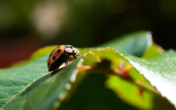 обоя животные, божьи коровки, божья, коровка, листья