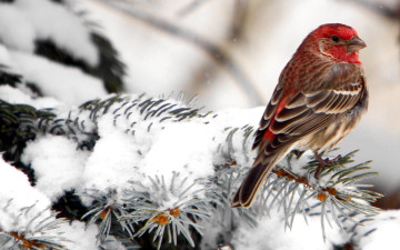 Картинка животные птицы щур птица ветки зима снег