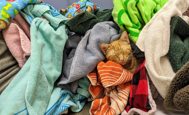 Обои картинки фото животные, коты, кот, кошка