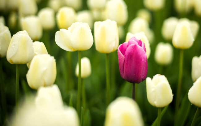 Обои картинки фото цветы, тюльпаны, белые, поле
