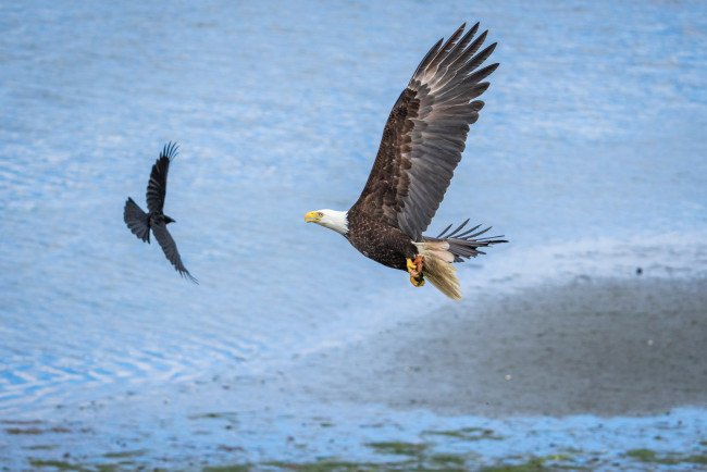 Обои картинки фото american bald eagle, животные, птицы - хищники, american, bald, eagle