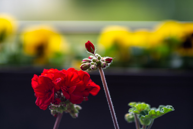 Обои картинки фото цветы, герань