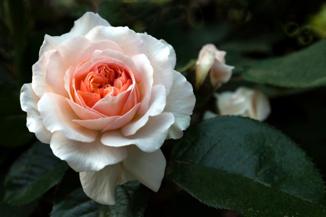 Обои картинки фото цветы, розы, листья, роза, макро