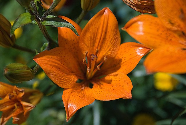 Обои картинки фото цветы, лилии,  лилейники