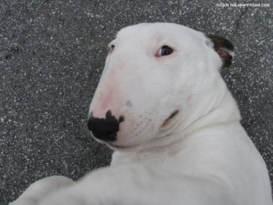 Картинка животные собаки