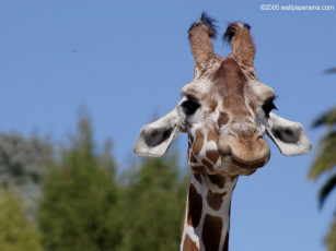 Картинка животные жирафы