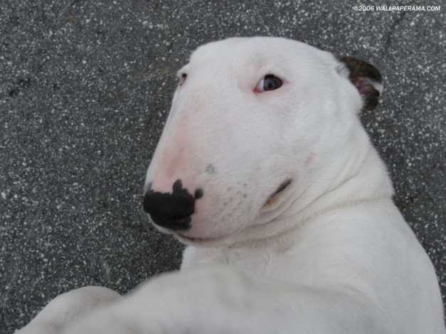 Обои картинки фото животные, собаки