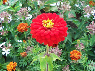 Картинка цветы разные вместе