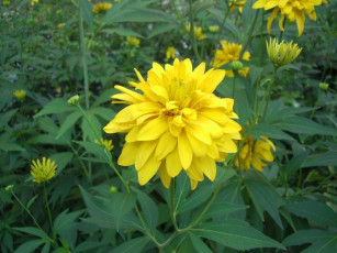 Картинка цветы рудбекия