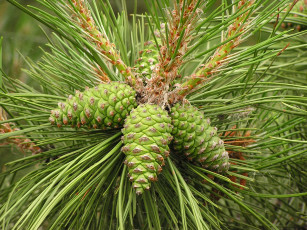 Картинка шишки природа