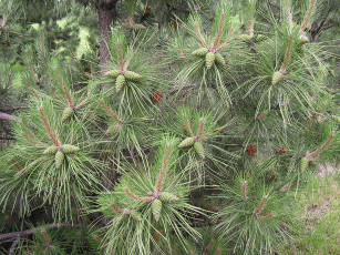 Картинка Ёлка природа