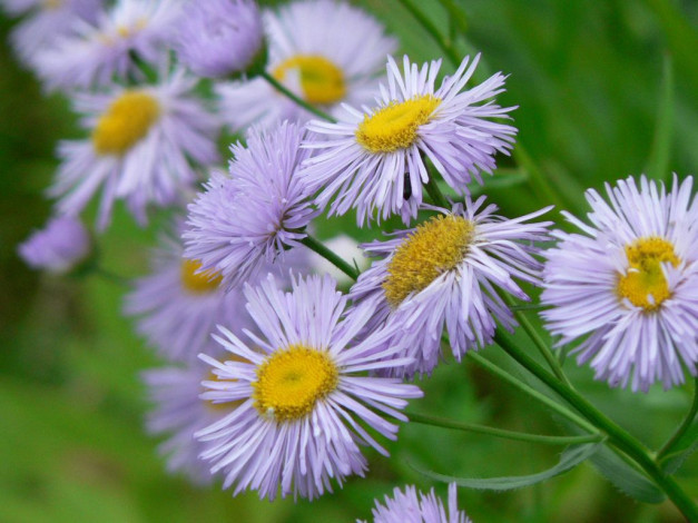 Обои картинки фото цветы, астры