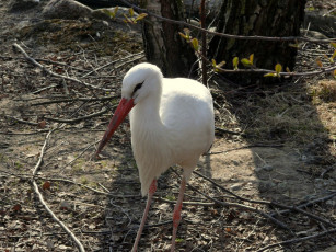 Картинка аист животные аисты