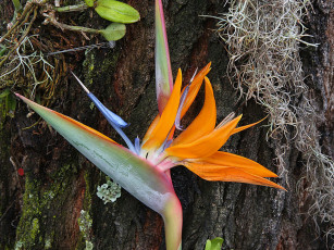 Картинка by firey sunset цветы стрелиция райская птица