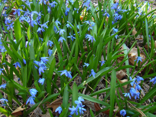 Картинка by siberianclover цветы подснежники белоцветник